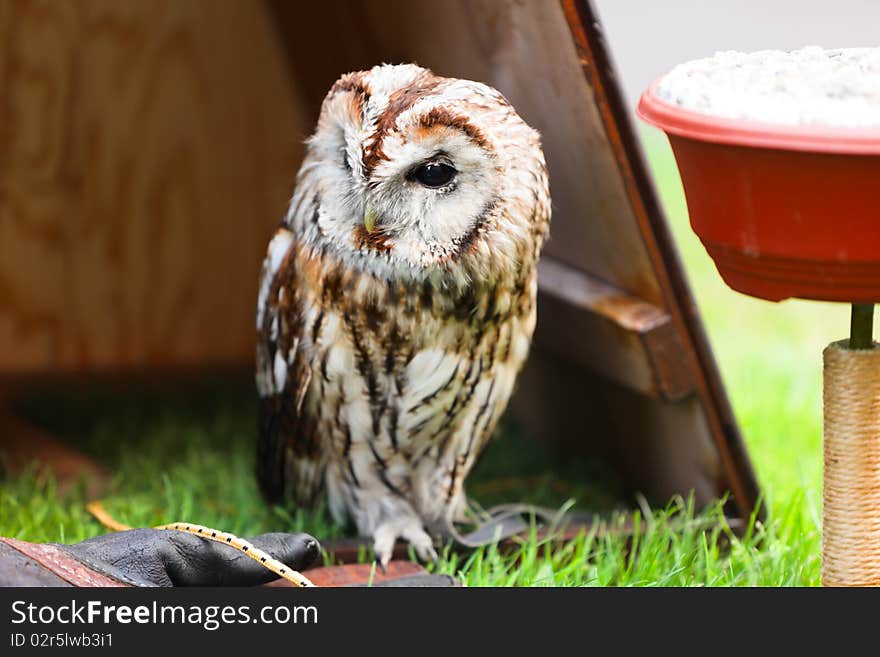 Tawny Owl