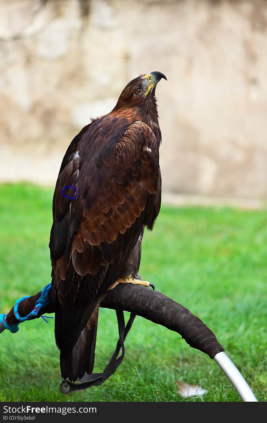 Golden Eagle On A Perch