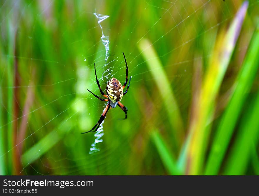 Large Orb Weaver spider in spider web