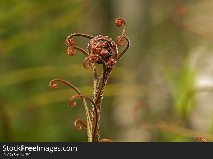 Fern Frond