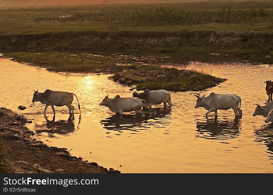 A cattle herd crossing a stream during sunset