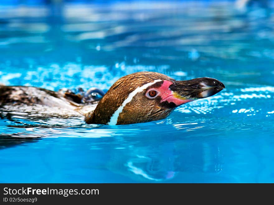 Penguin taking a swim in the pond. Penguin taking a swim in the pond