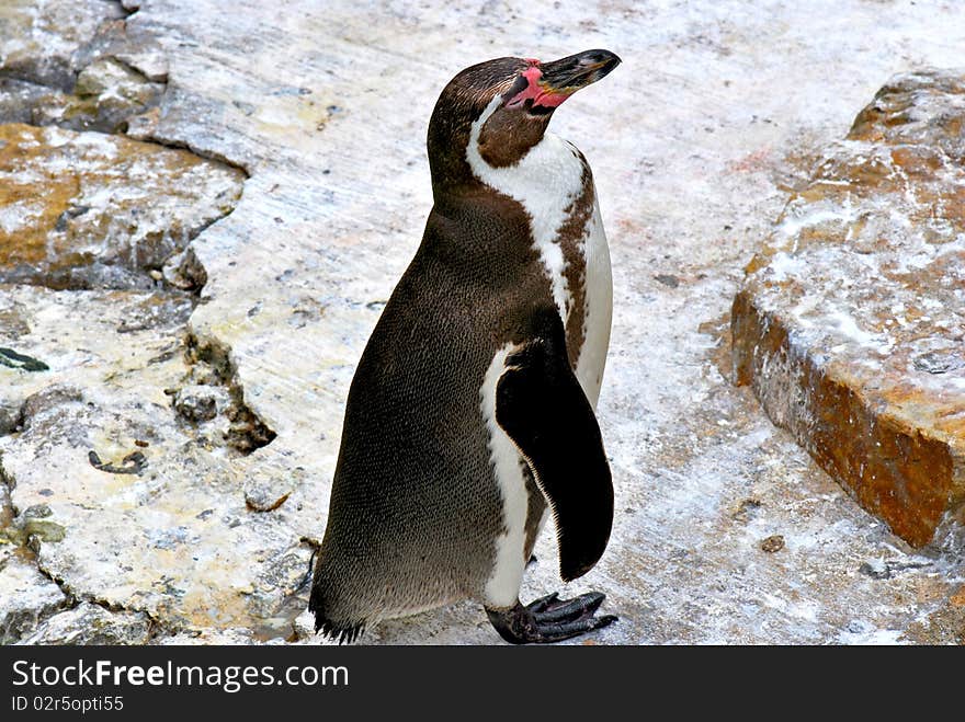 Small penguin enjoying the sun. Small penguin enjoying the sun