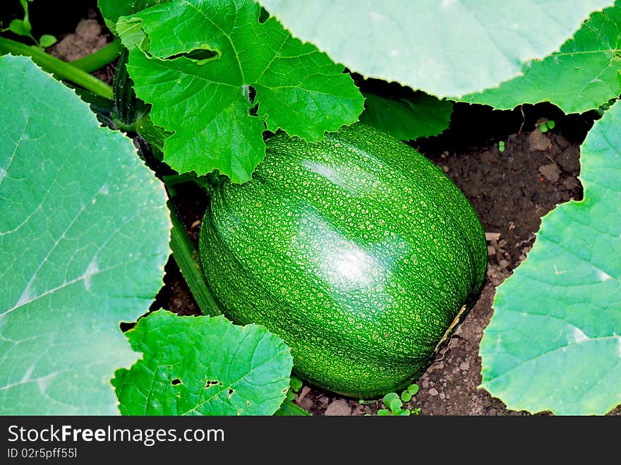 Still green pumpkin in the vegetable patch in the garden