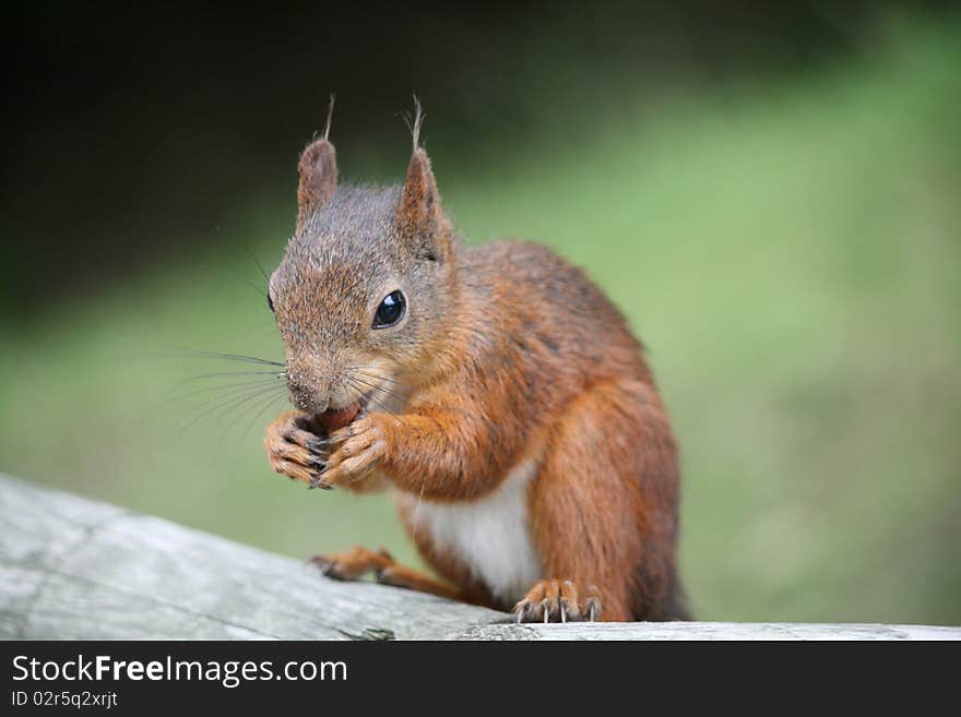 A brown squirrel eating a nut