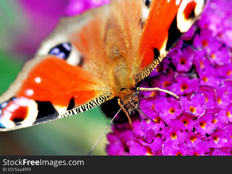 Peacock butterfly on purple blossoms in detail