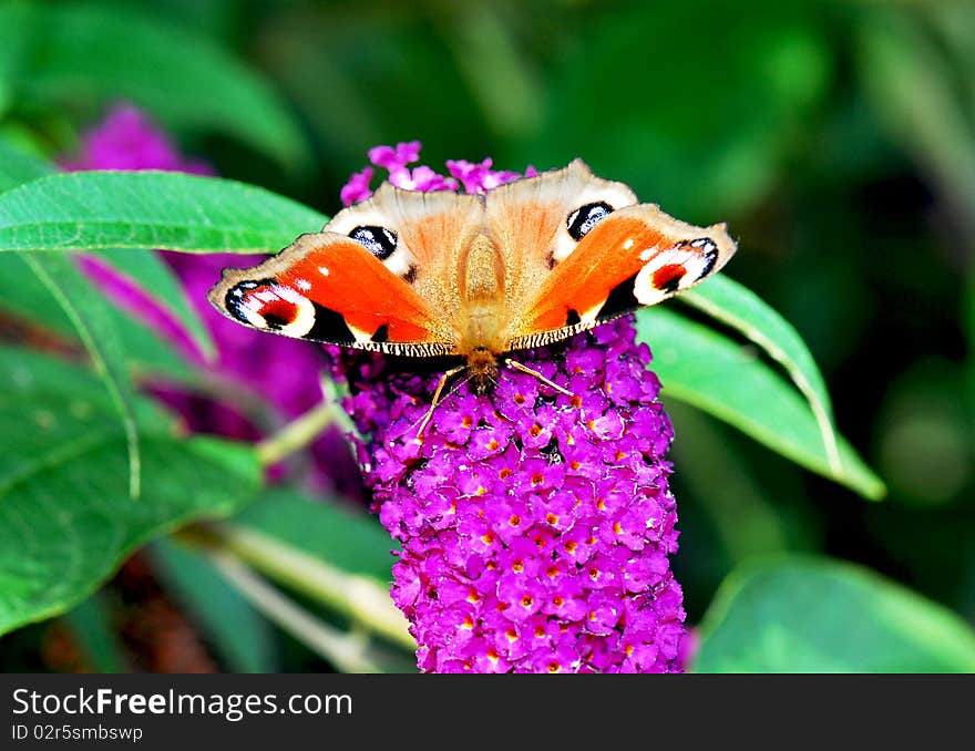 Peacock butterfly