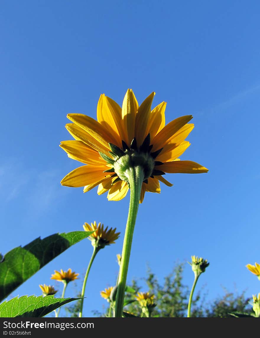 Orange Daisy with blue sky on background. Orange Daisy with blue sky on background