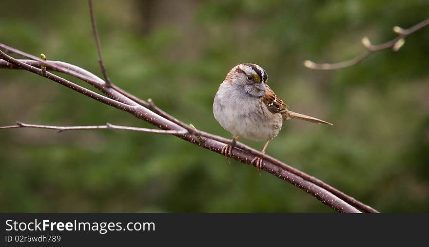 White-throated Sparrow on a Branch