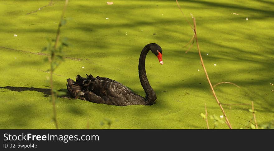 Black swan