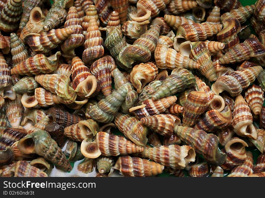 Group of snail for cooking