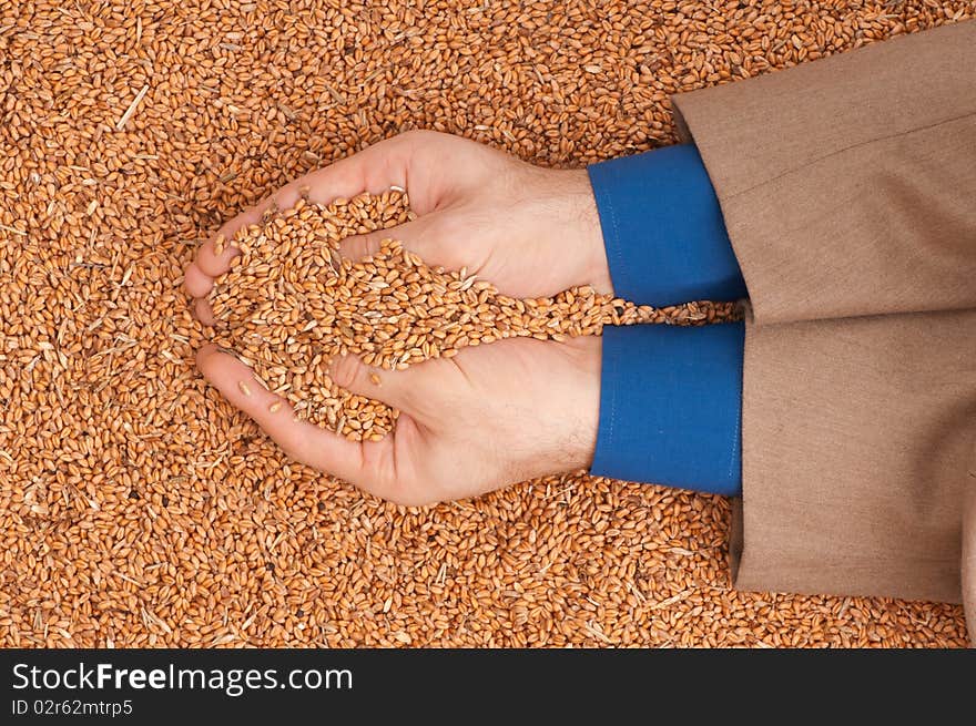 The businessman holds the grain for evaluating quality of the crop wheat