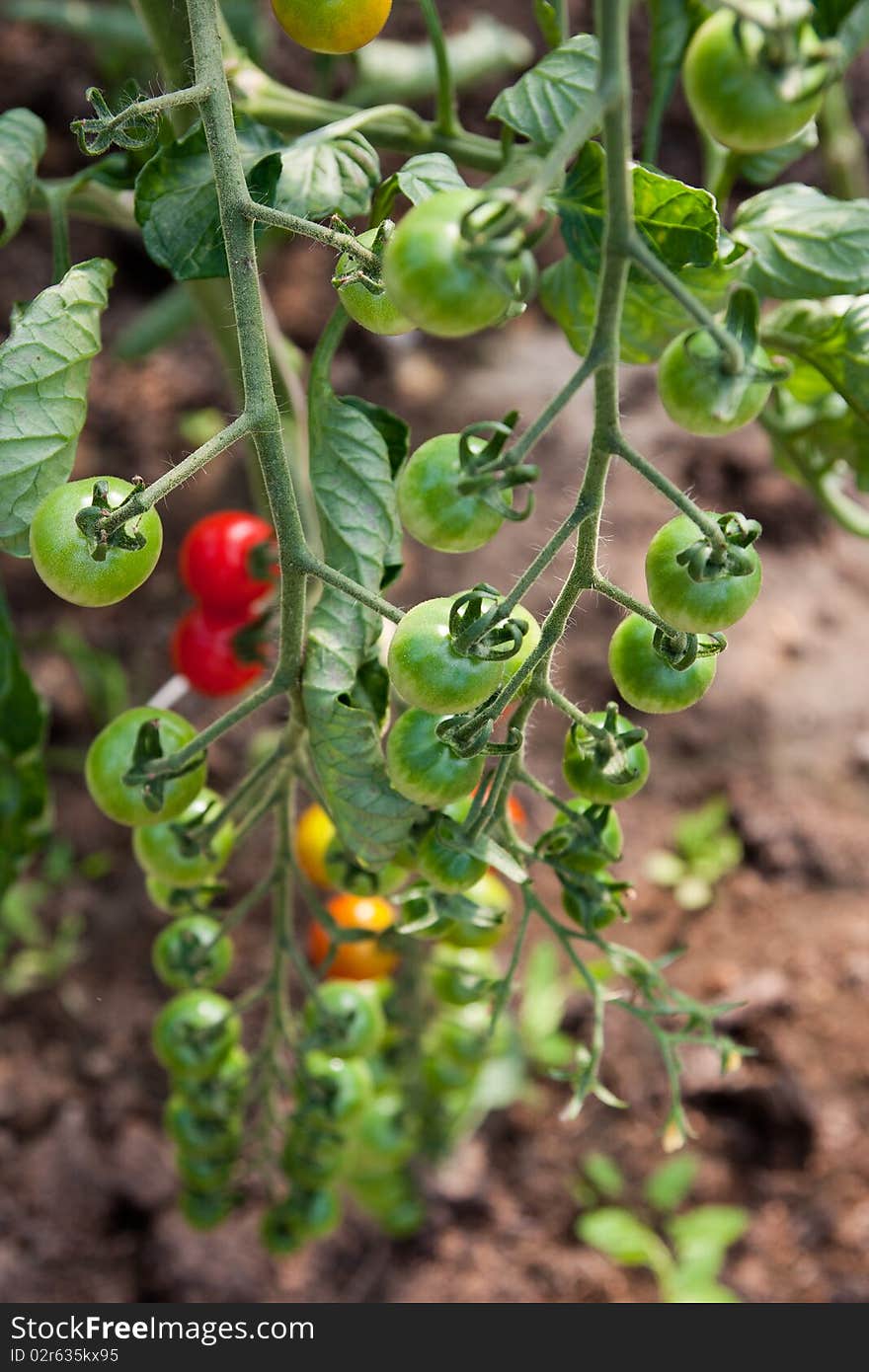 Organically grown cherry tomatoes