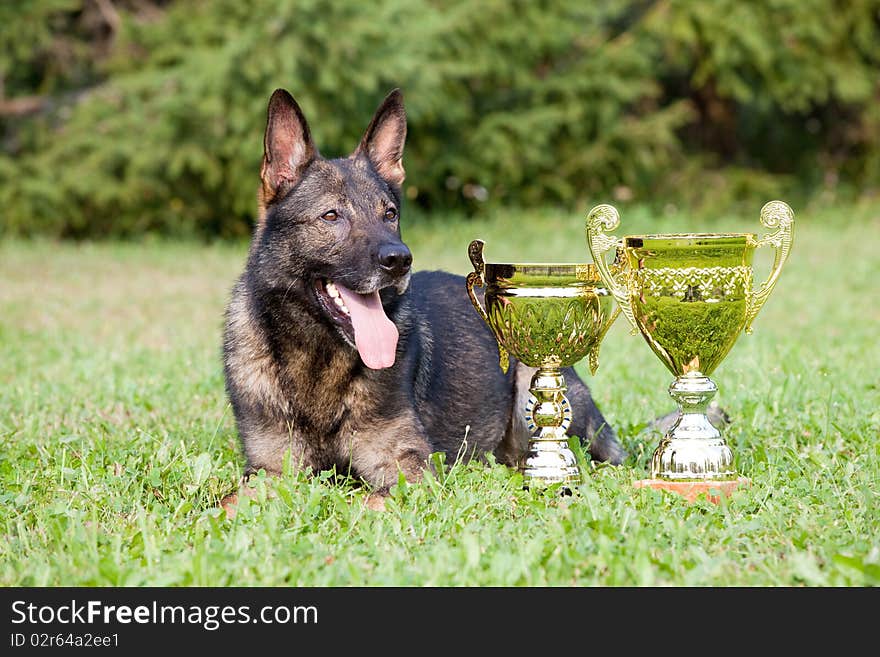 German sheepdog with cups laying on the grass