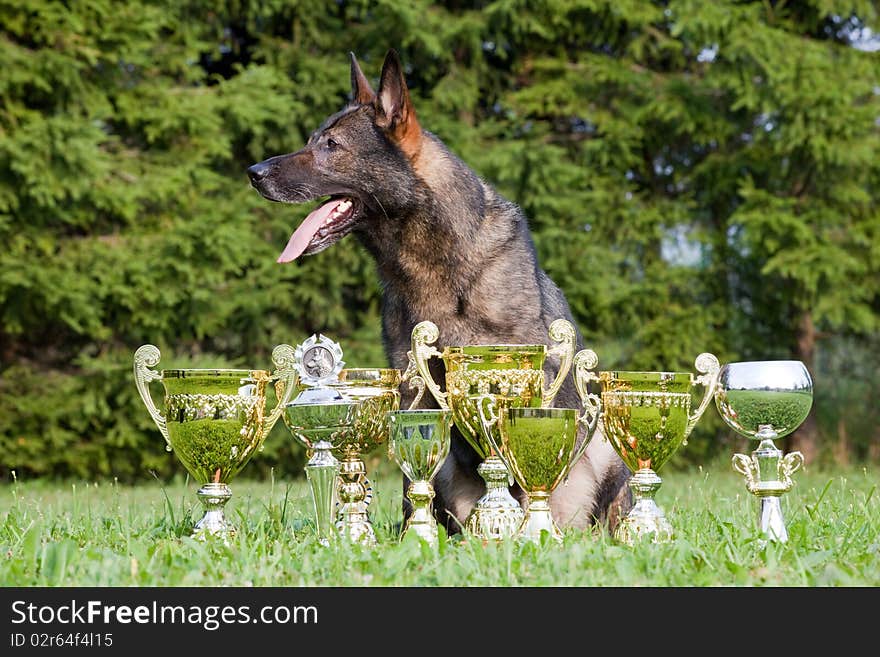 German sheepdog with cups sitting on the grass