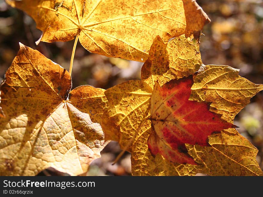 Red and yellow autumn leaves