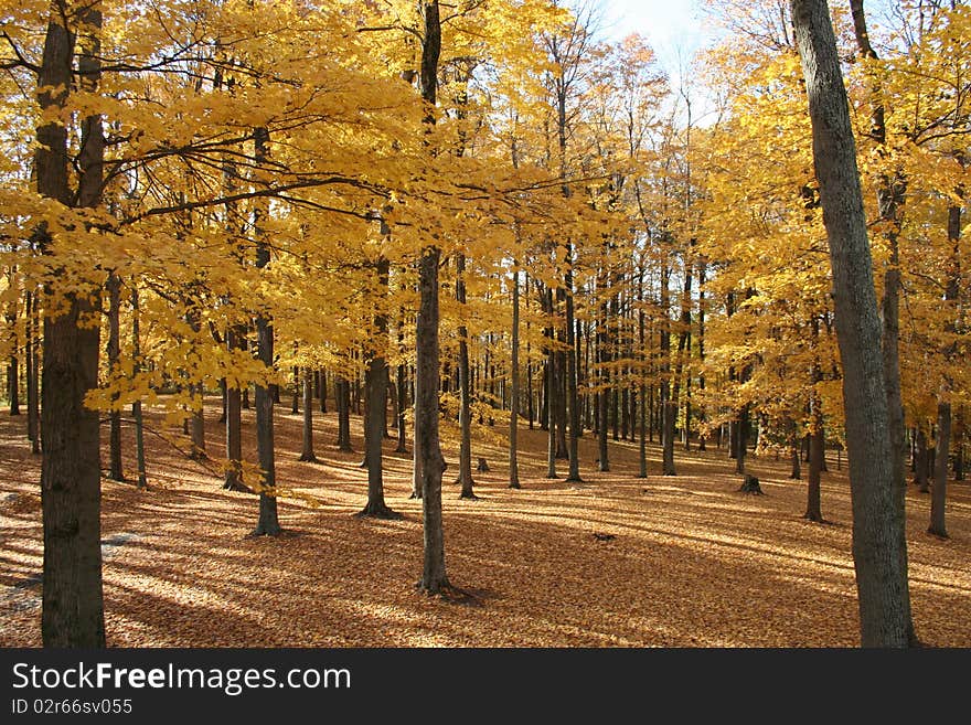 Woods in autumn with ground carpeted with fallen leaves. Woods in autumn with ground carpeted with fallen leaves