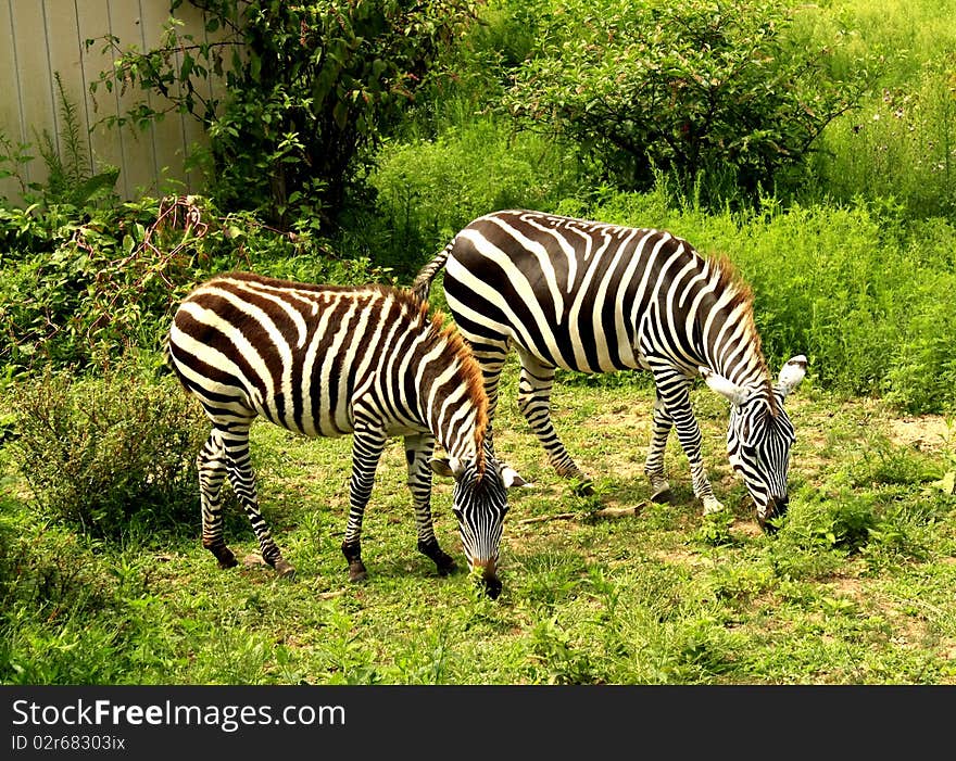 Two zebras grazing in field. Two zebras grazing in field