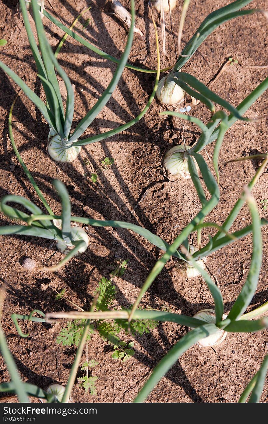 Organically grown onions