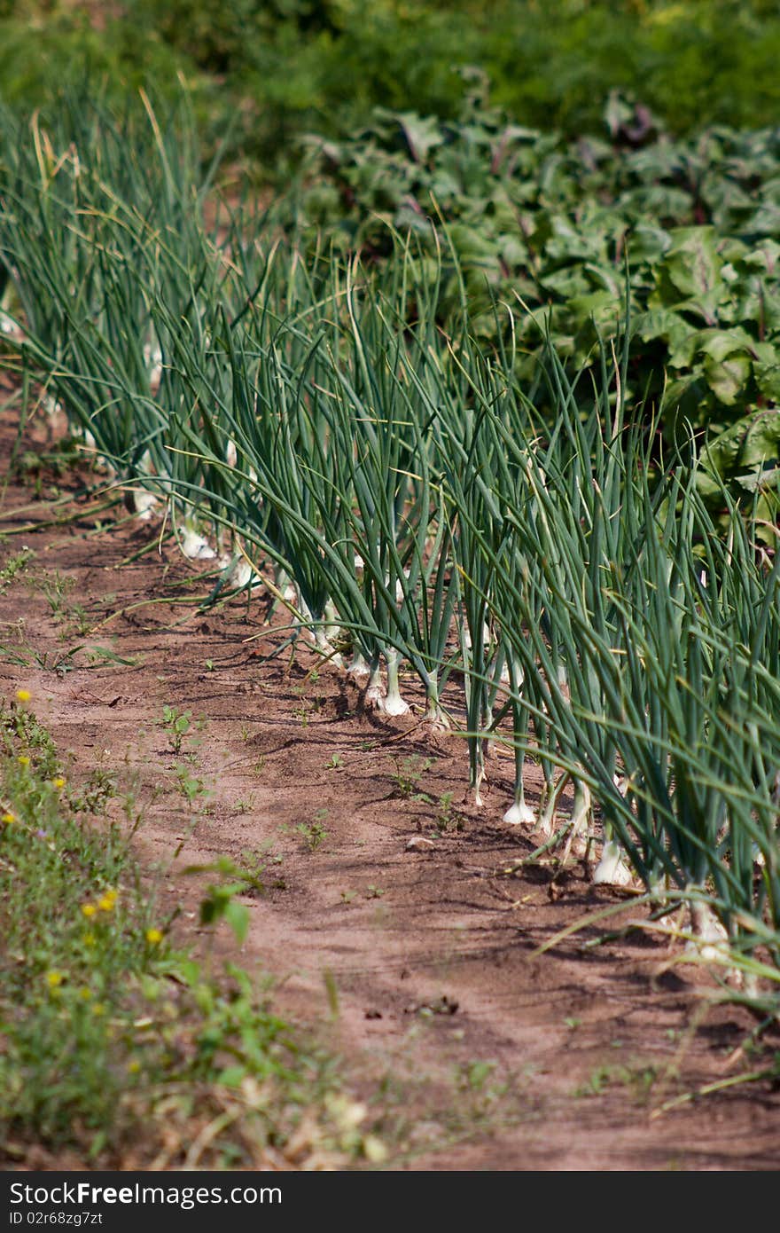 Organically grown onions