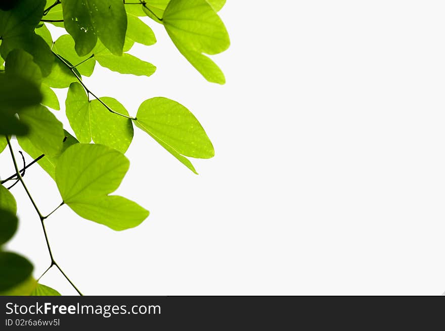 Backlight Leaves