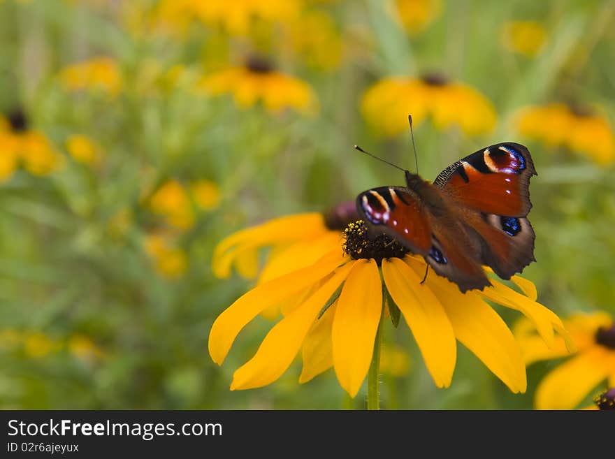 Red butterfly on yellow chamomile