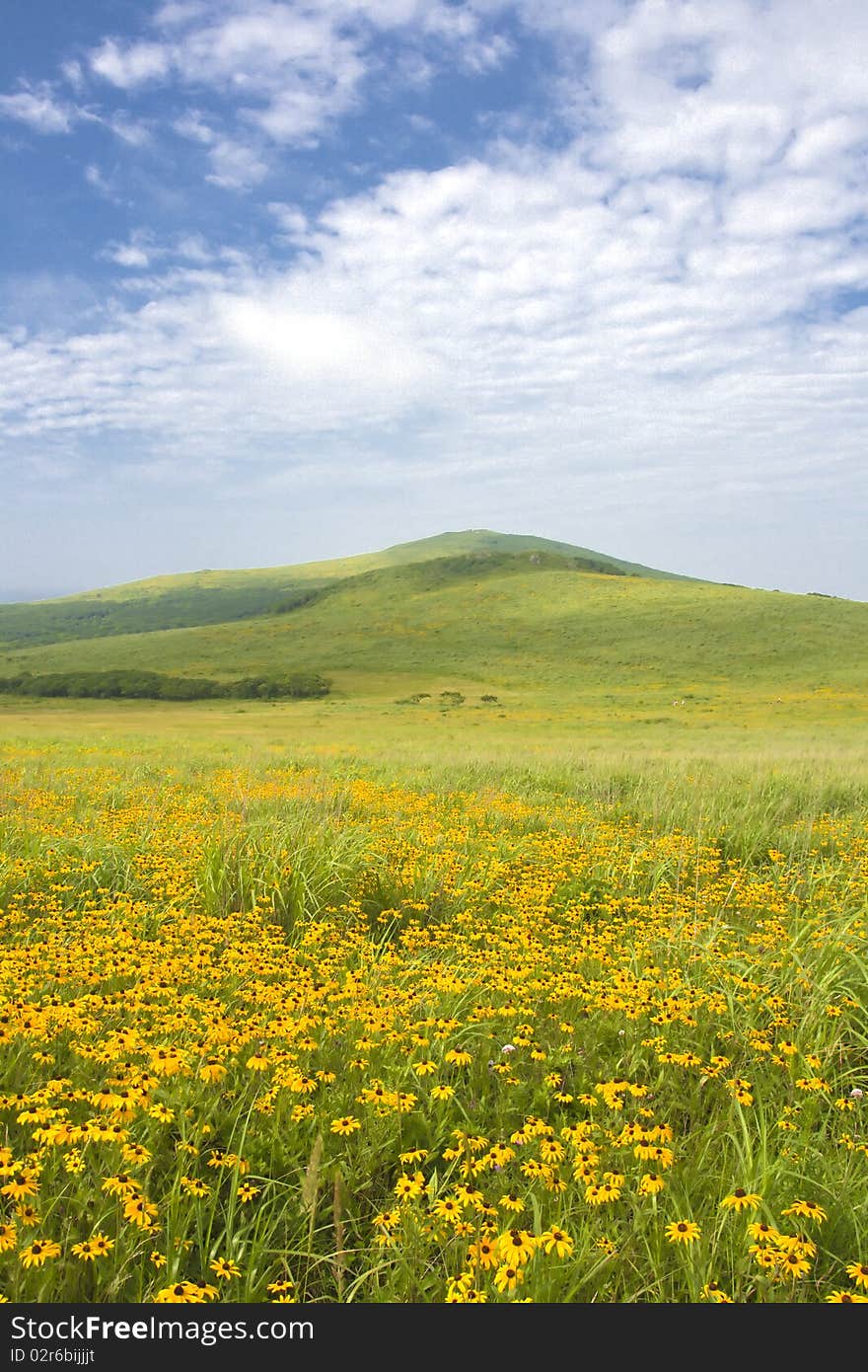 Field of beautiful yellow flowers