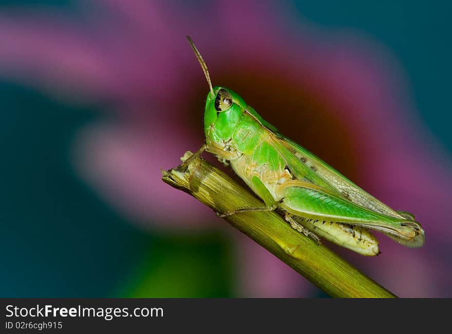 An adult grasshopper resting on a plant stem. An adult grasshopper resting on a plant stem