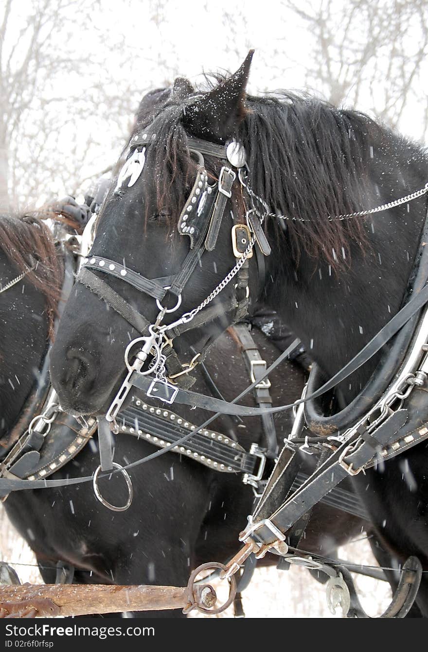 A horse with reins on a snowy day. A horse with reins on a snowy day.