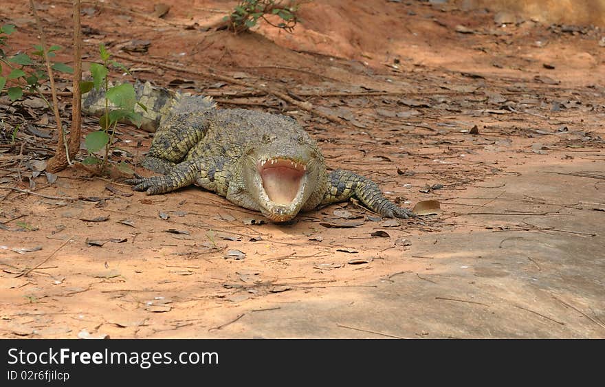 Crocodiles are reptiles that love is the river This is a dangerous animal.