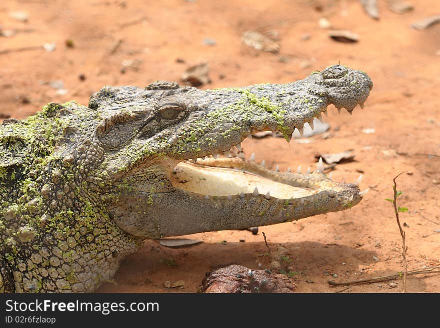 Crocodiles are reptiles that love is the river This is a dangerous animal.