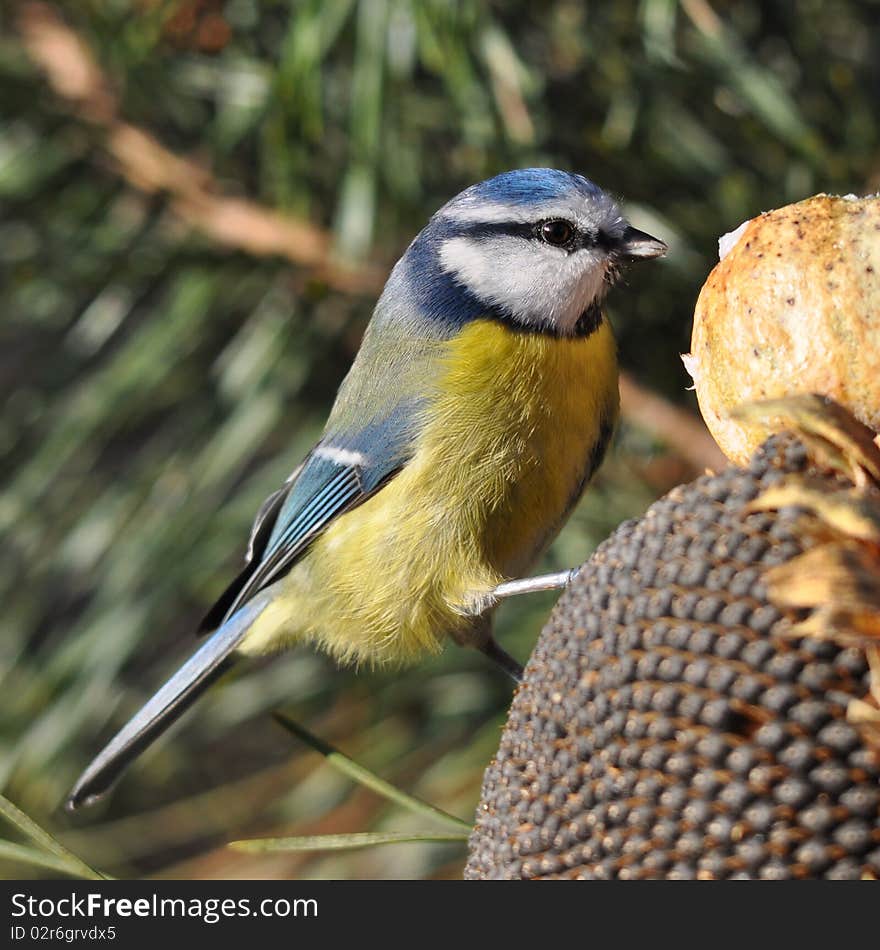 Blue Tit With Poppy Head And Sunflower