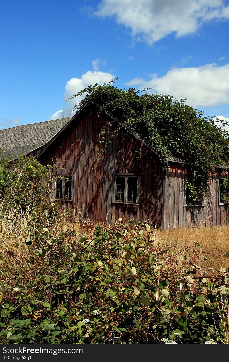 Old pioneer farmhouse in the Pacific Northwest with berry bushes on the roof. Old pioneer farmhouse in the Pacific Northwest with berry bushes on the roof