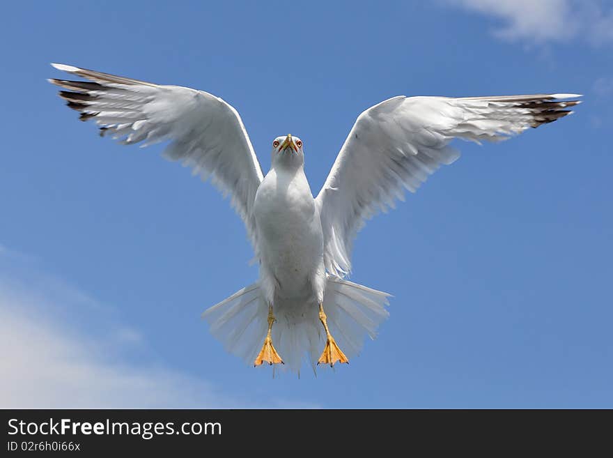 Seagull like an angel.