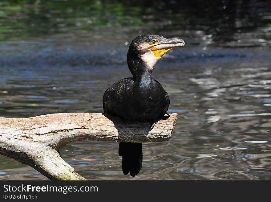 The bird family Phalacrocoracidae is represented by some 40 species of cormorants and shags. The bird family Phalacrocoracidae is represented by some 40 species of cormorants and shags.