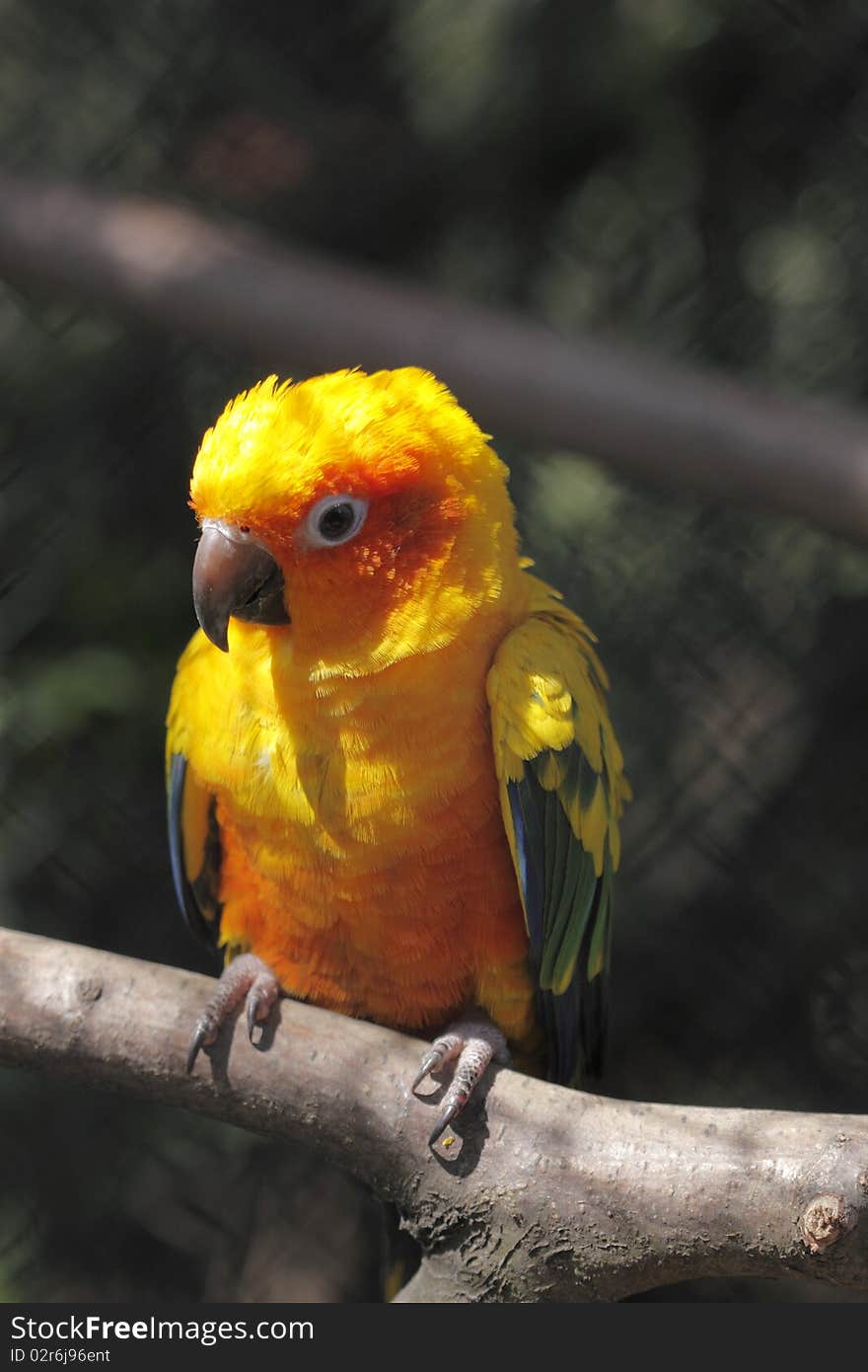 Sun parakeet