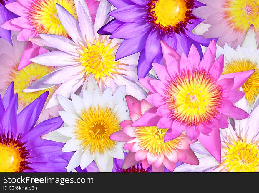 Multi color of lotus background. Multi color of lotus background.