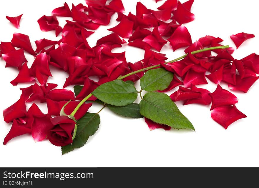 Red roses and rose petals on white background