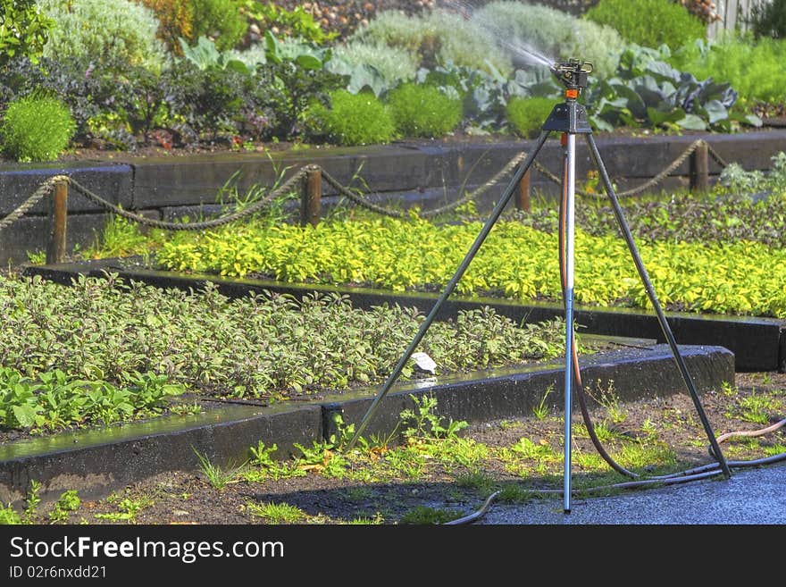 Sprinkler In The Garden