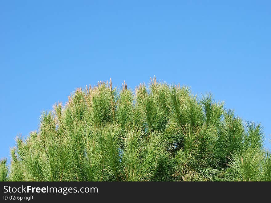 Green needles on blue sky background. Green needles on blue sky background.