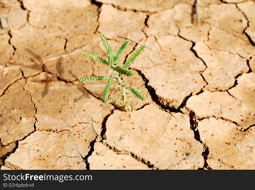 Green plant in the dry cracked desert. Taken in desert Negev, Israel. Green plant in the dry cracked desert. Taken in desert Negev, Israel.