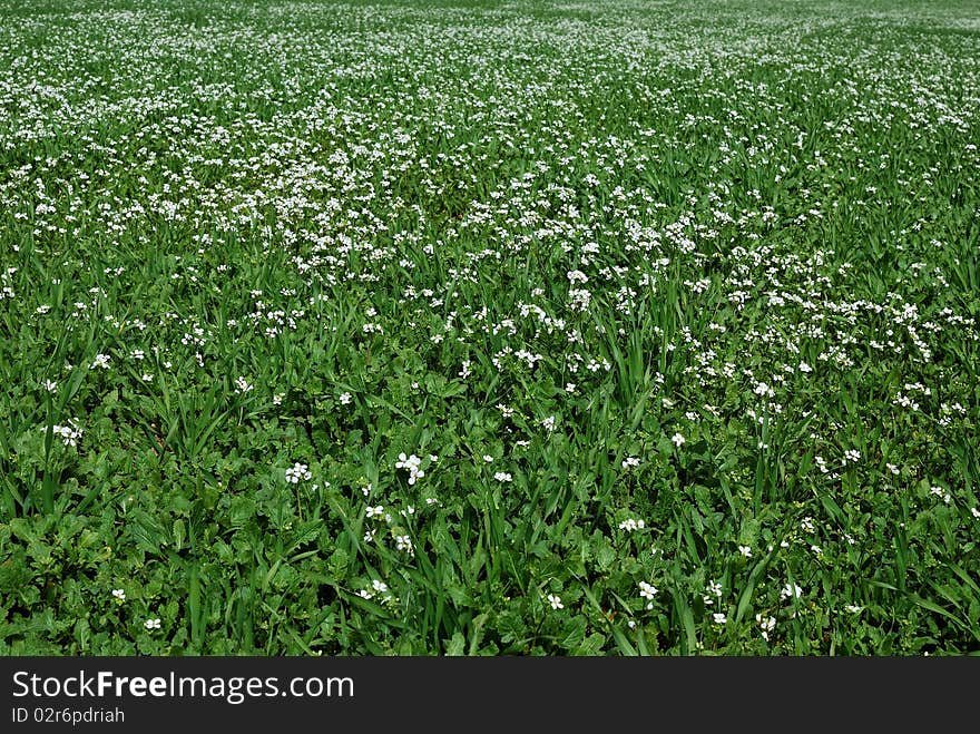 Beautiful field of grass with flowers for a soft green spring or summer background. Beautiful field of grass with flowers for a soft green spring or summer background.