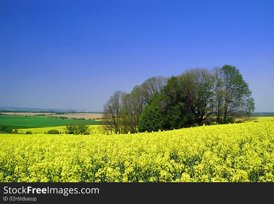 Field of (colza) during the spring.