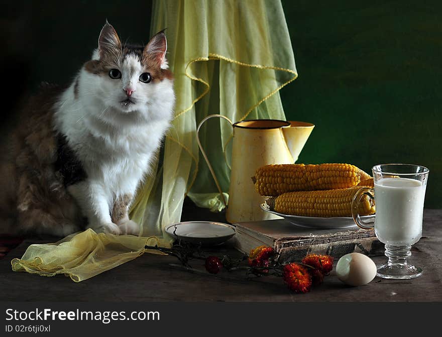 Lady-cat on a table, alongside coffee-pot, glass of milk, corn, egg, book and dry flowers. Lady-cat on a table, alongside coffee-pot, glass of milk, corn, egg, book and dry flowers