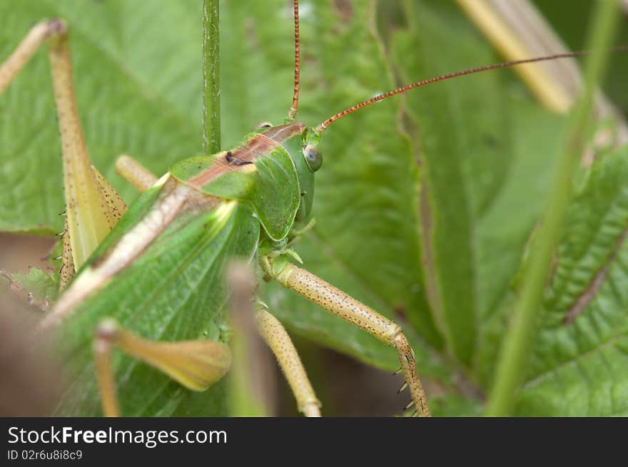 Green grasshopper - Tettigonia viridissima in a Macro