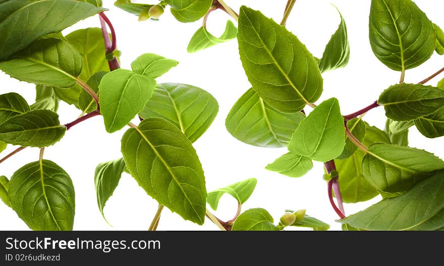 Green leaves isolated on white