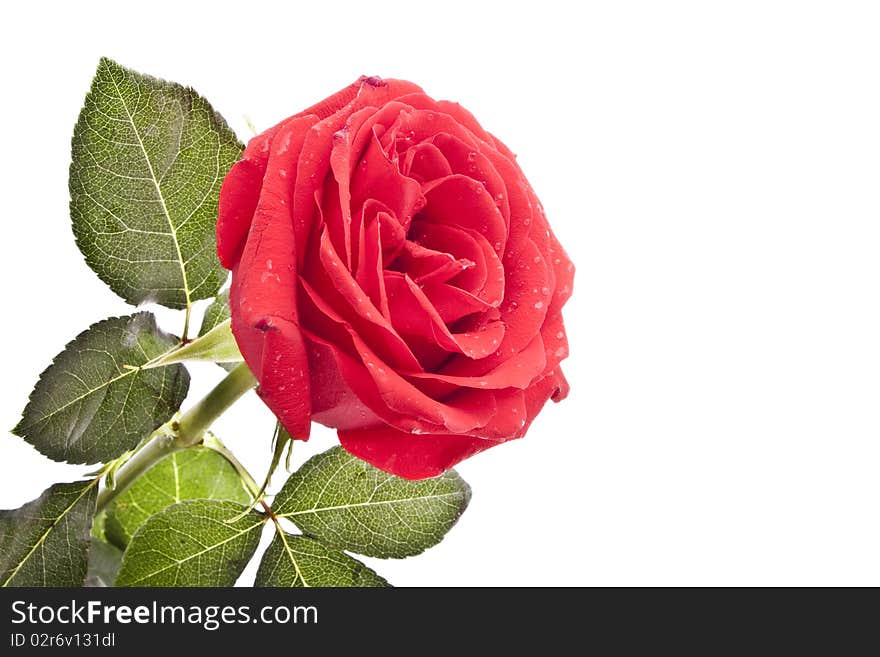 Red rose isolated on white