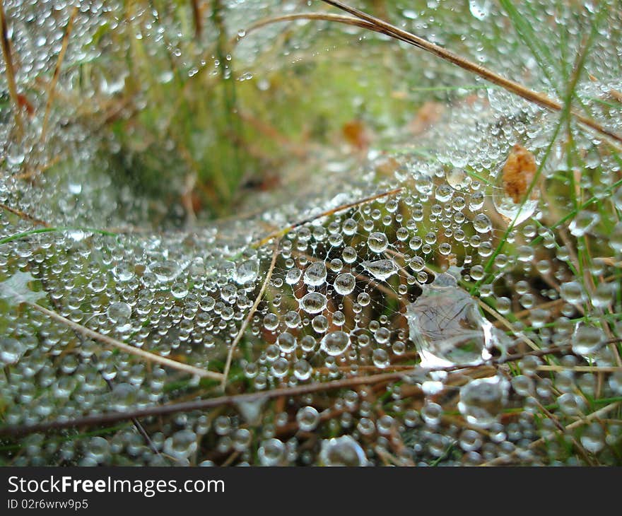 After the rain, I found this magnificent wed in the forest. After the rain, I found this magnificent wed in the forest