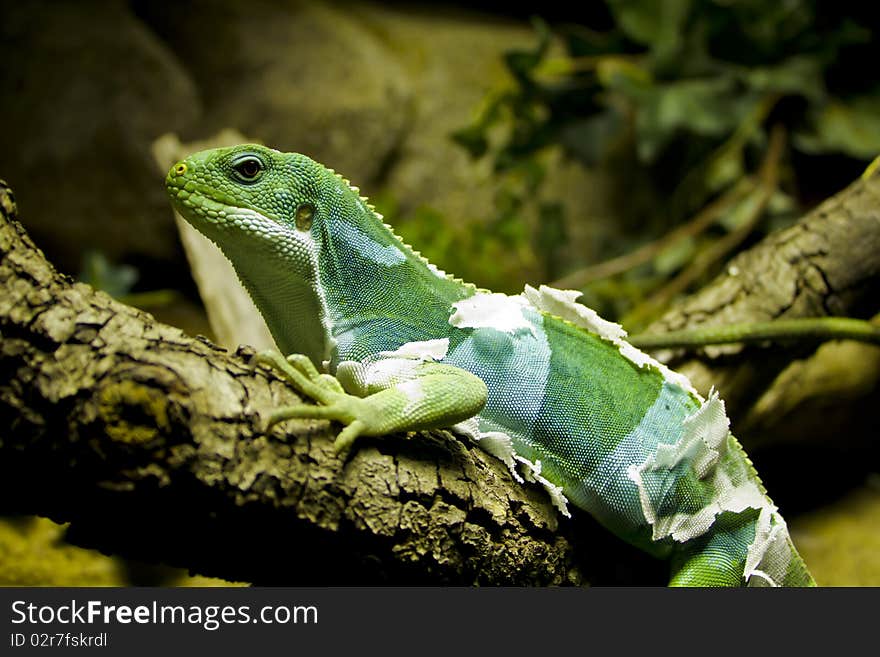 Little lizard resting in a small tree