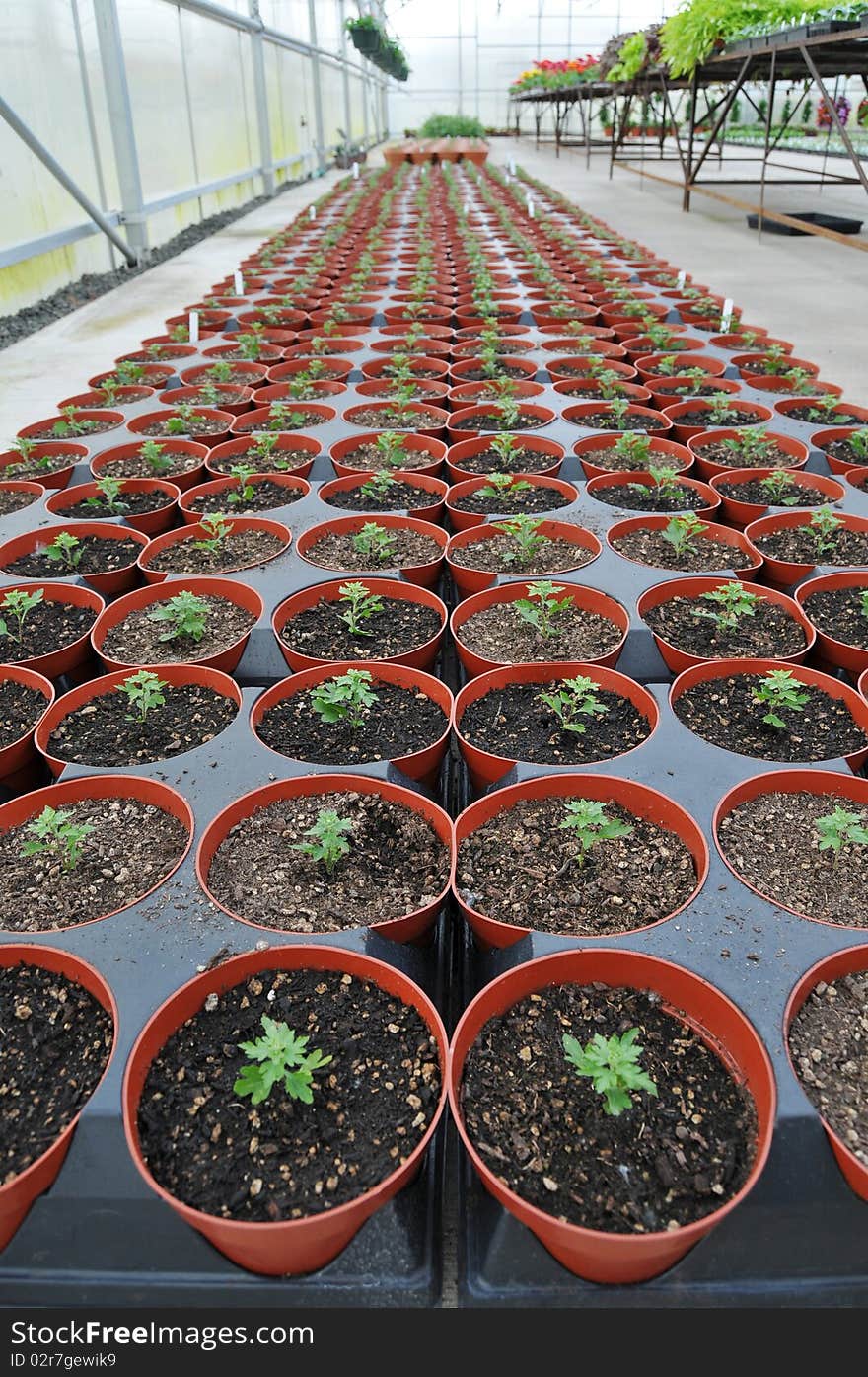 A bunch of baby plants growing inside of pots inside of a greenhouse nursery. A bunch of baby plants growing inside of pots inside of a greenhouse nursery.